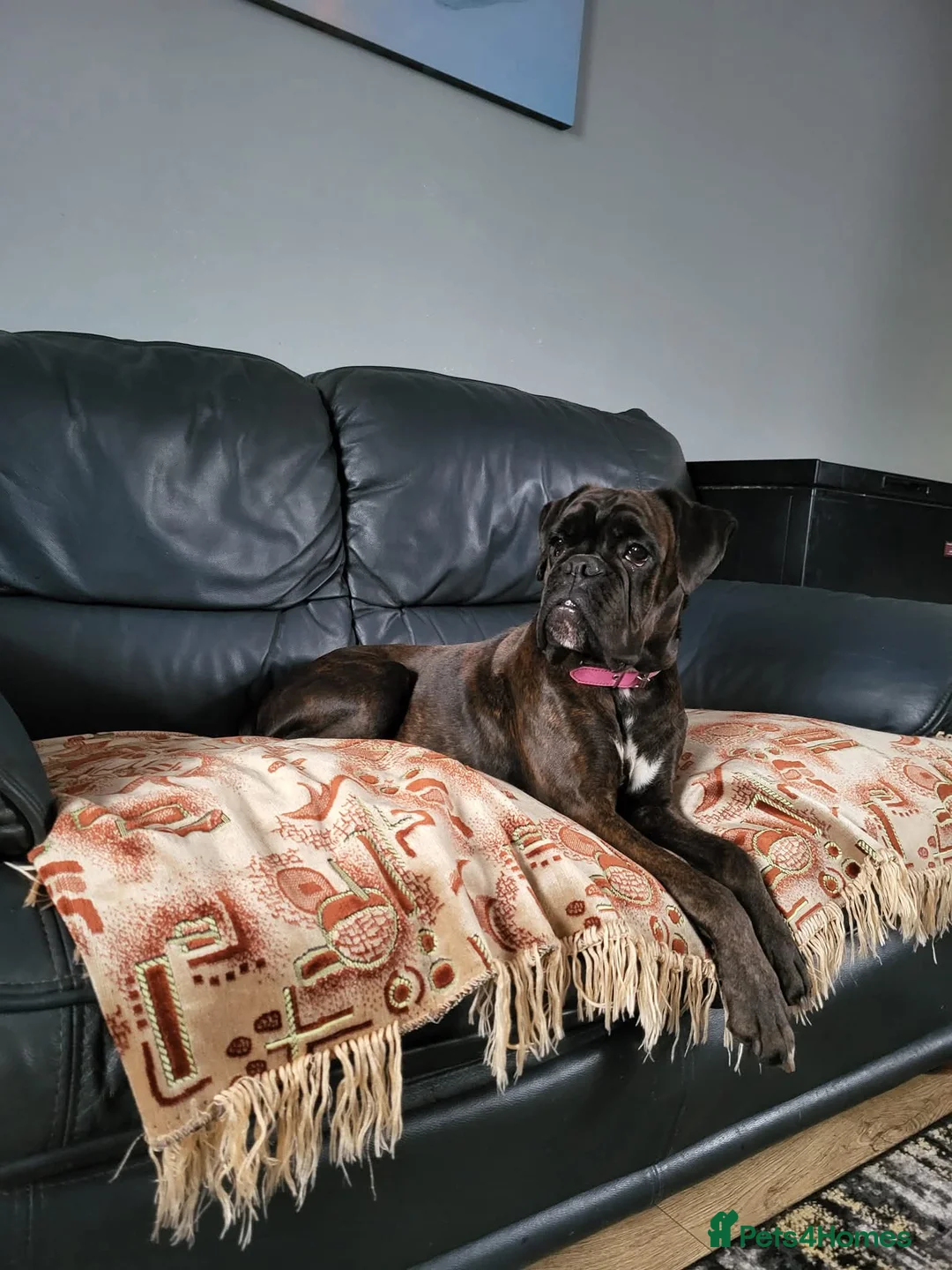 Boxer dogs for sale: Boxer Girl looking for new home - Advert 4