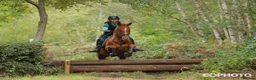 Irish Thoroughbred horses for sale: Rosie 16.2hh 7 yo TB- mare  - Advert 6