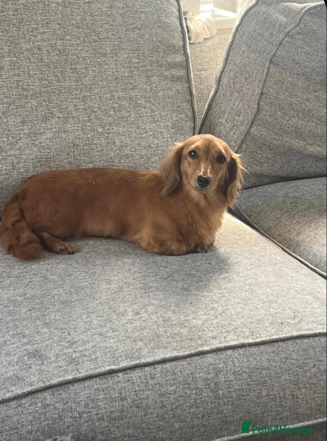 Miniature Dachshund dogs for sale: Rehoming Reggie - Advert 2