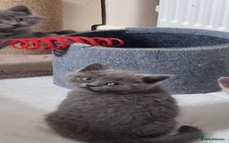 Scottish Fold cats for sale: Ready for new home 😻 - Image 5