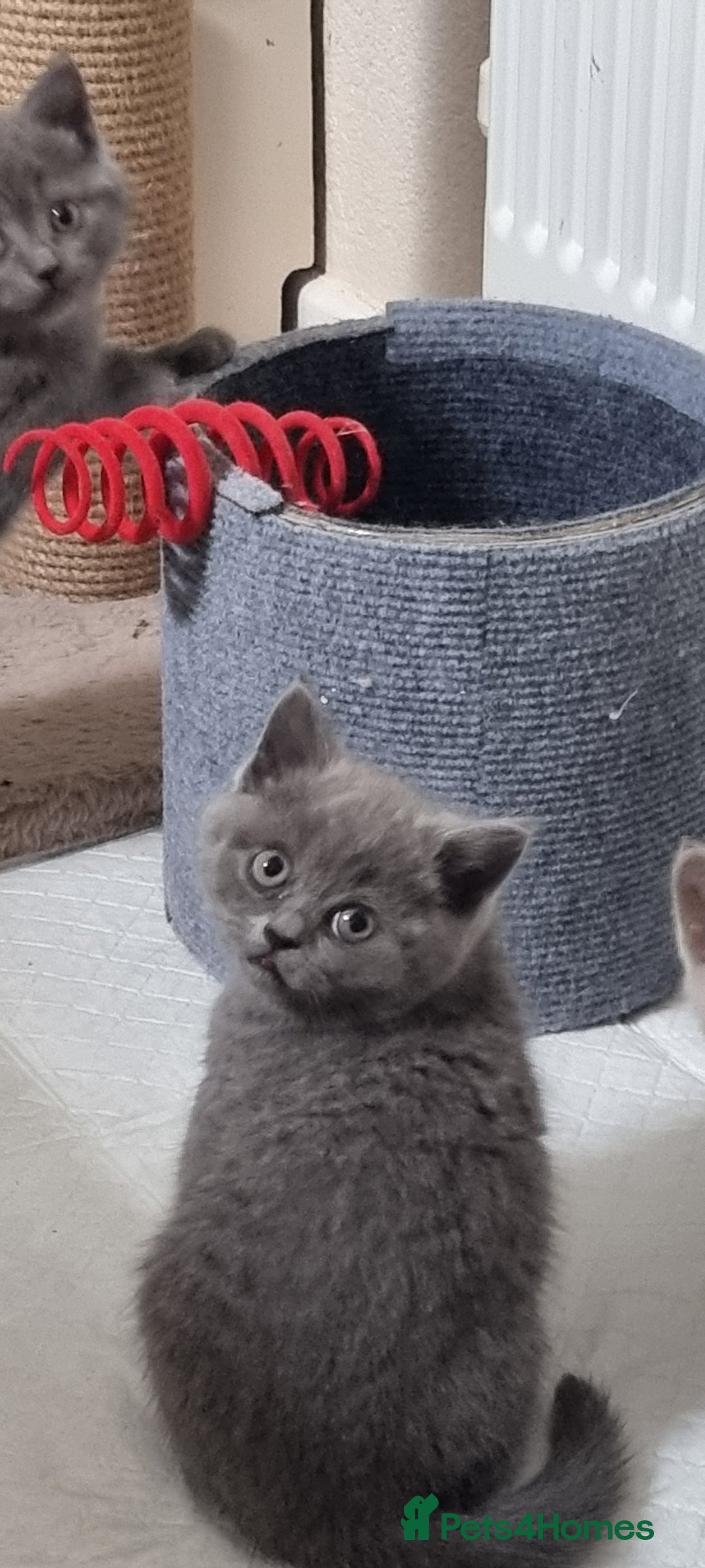 Scottish Fold cats for sale: Ready for new home 😻 - Image 5