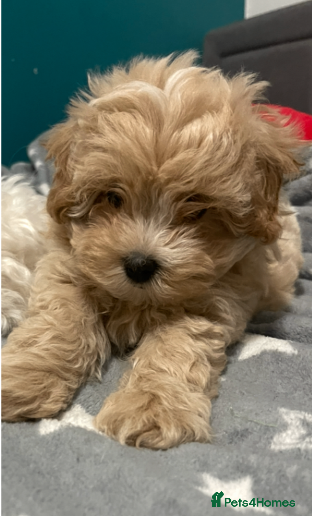 Maltipoo dogs for sale: Charming Tiny toy F1 Maltipoo puppies - Advert 4