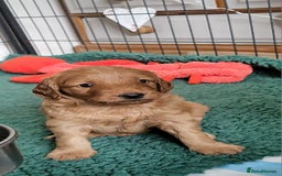 Labradoodle dogs for sale: Beautiful, Well Bred F1b Labradoodle Puppies - Image 12