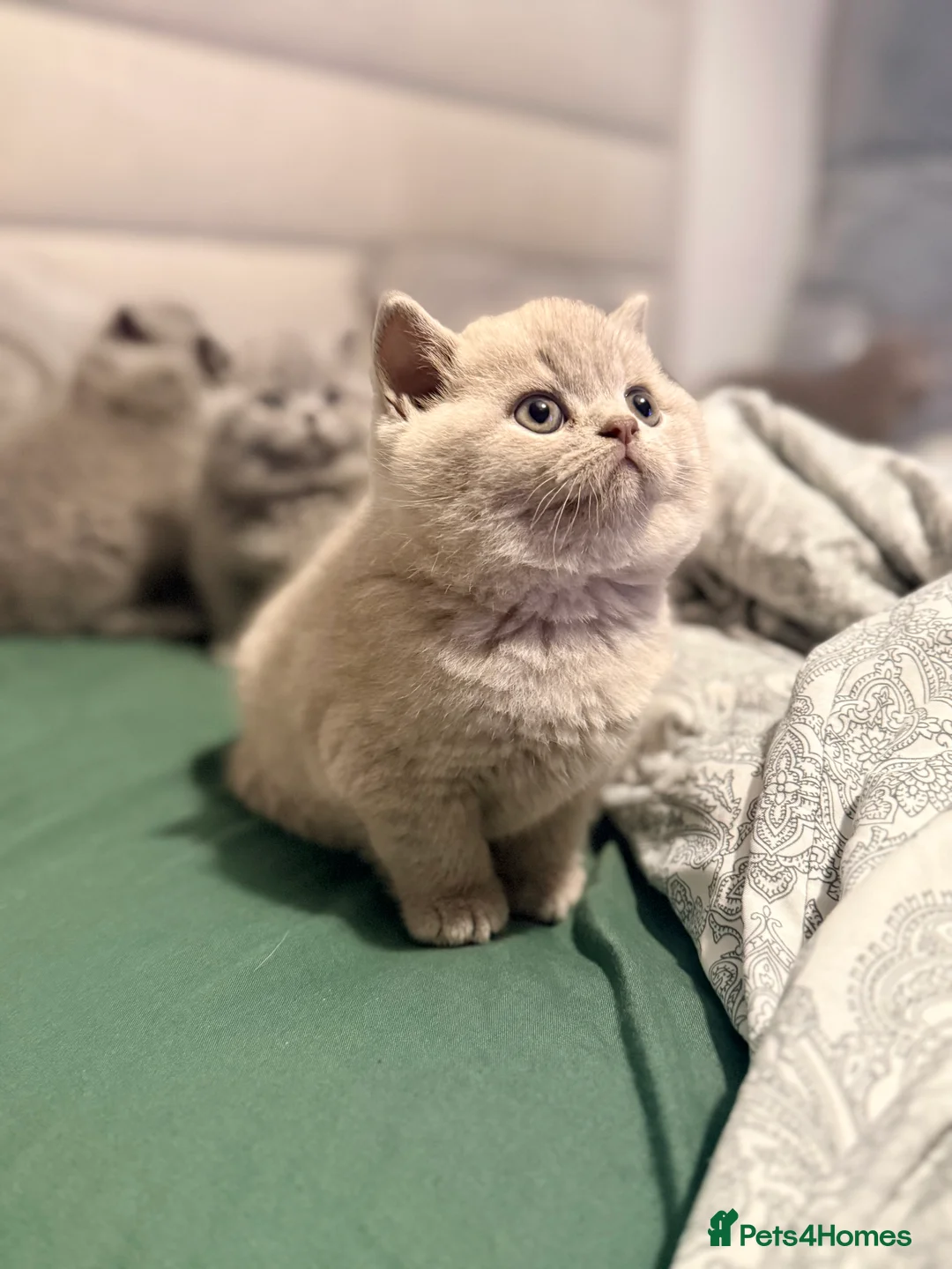 British Shorthair cats for sale: British Shorthair Kittens in Northolt - Advert 2