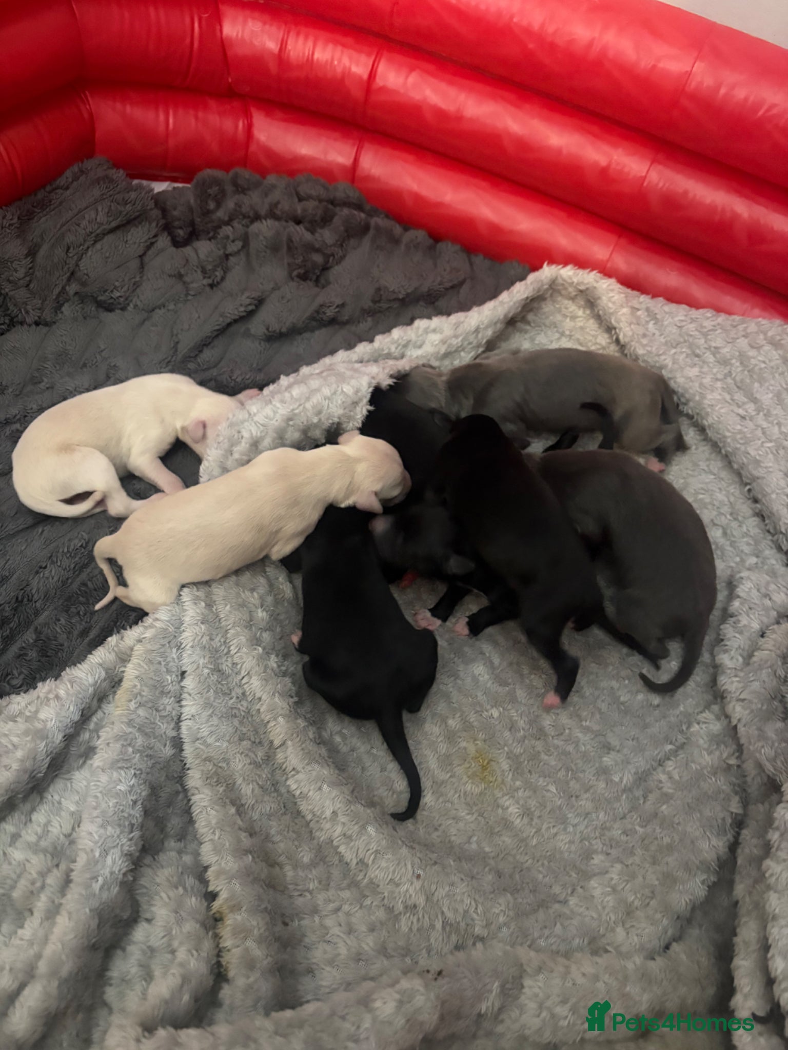 Whippet dogs Beautiful Whippet pups for sale  - Advert 12