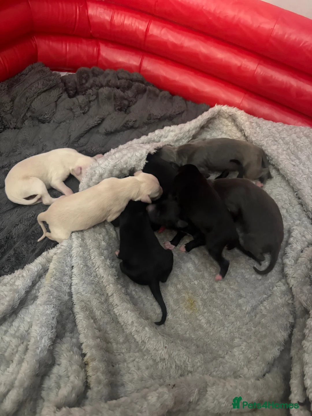 Whippet dogs for sale: Beautiful Whippet pups for sale  - Advert 1