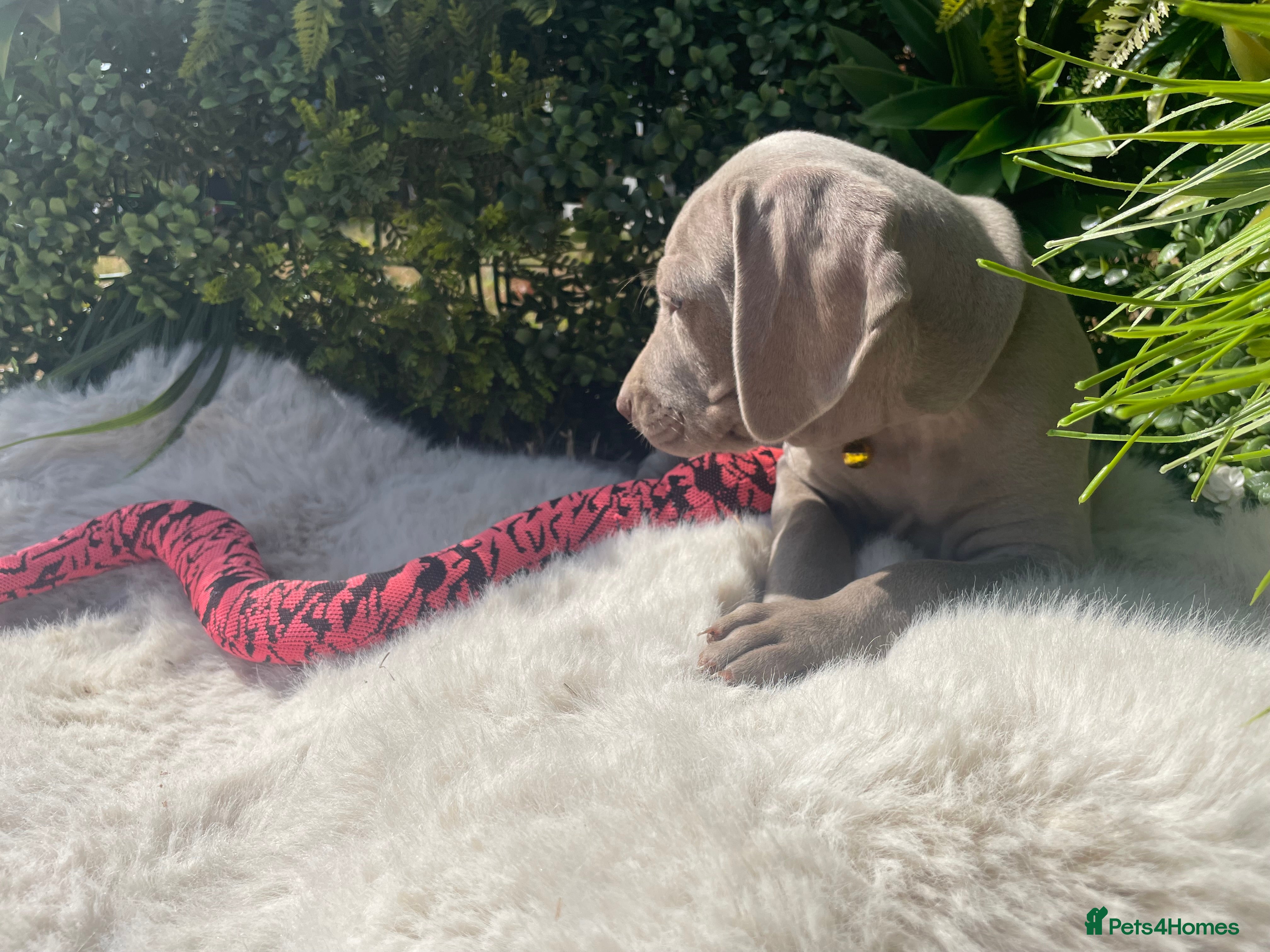Weimaraner dogs Weimaraner Puppies For Sale  - Advert 13