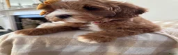 Goldendoodle dogs for sale: WAITING LIST OPEN - AUSSIE DOODLES  - Advert 17