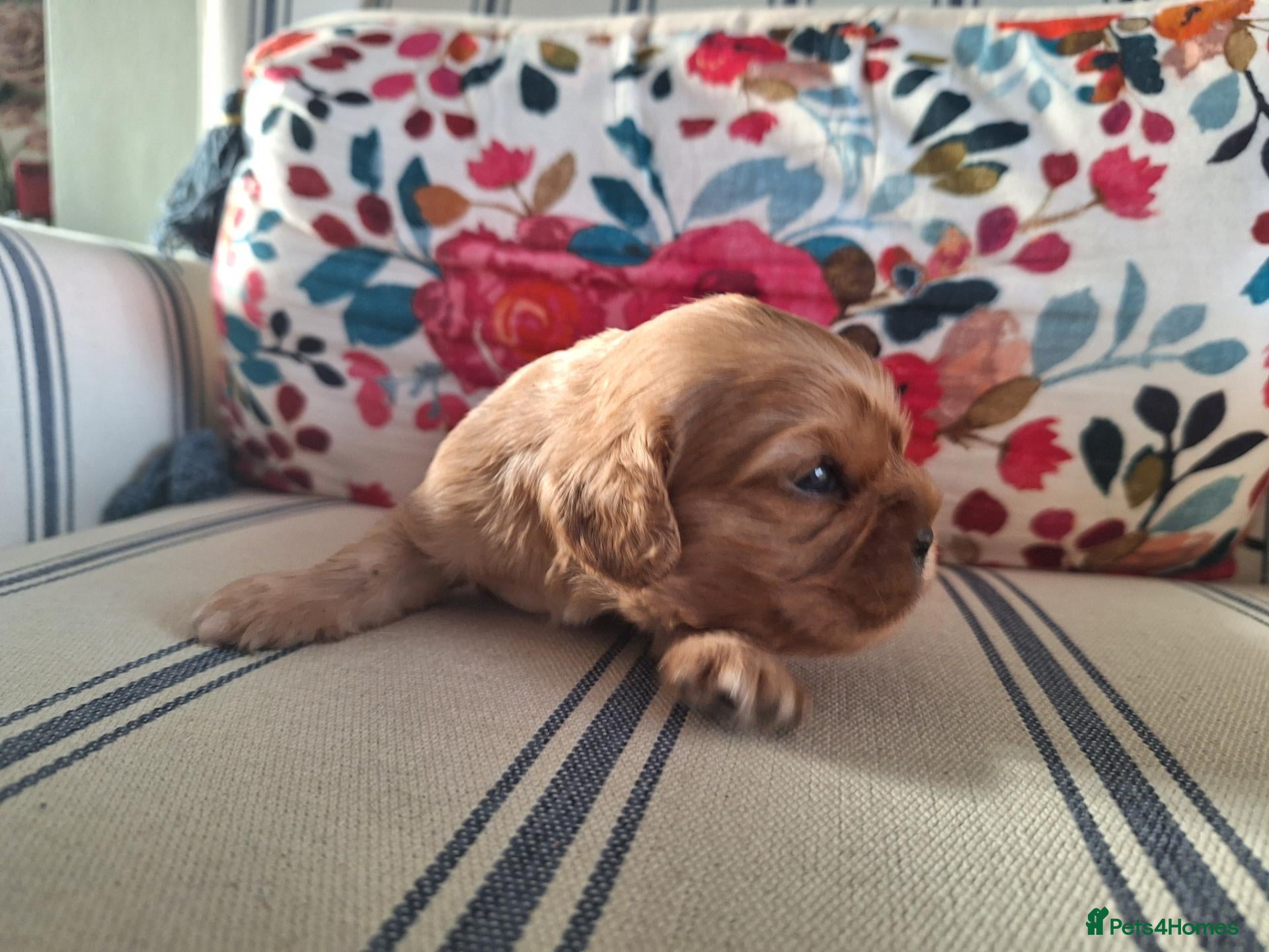Cavalier King Charles Spaniel dogs KC,  Health Tested from Champion bloodlines  - Advert 2
