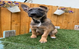 Belgian Shepherd Dog dogs for sale: Belgian Malinois puppies🐾 - Image 22