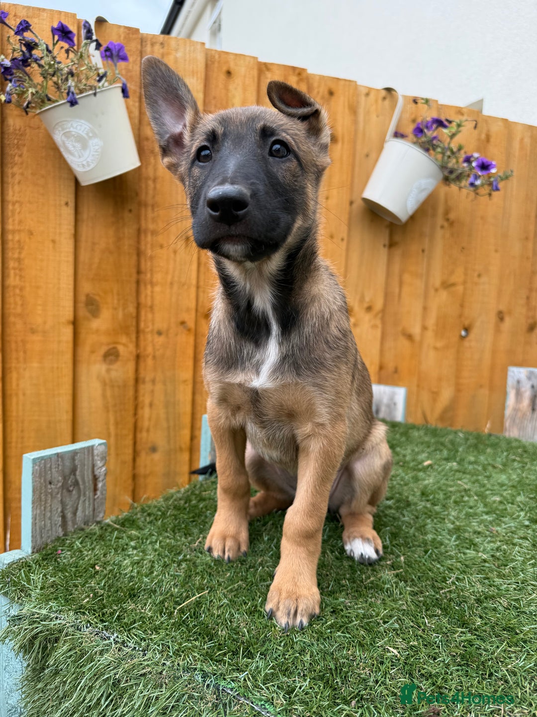 Belgian Shepherd Dog dogs for sale: Belgian Malinois puppies🐾 - Image 22