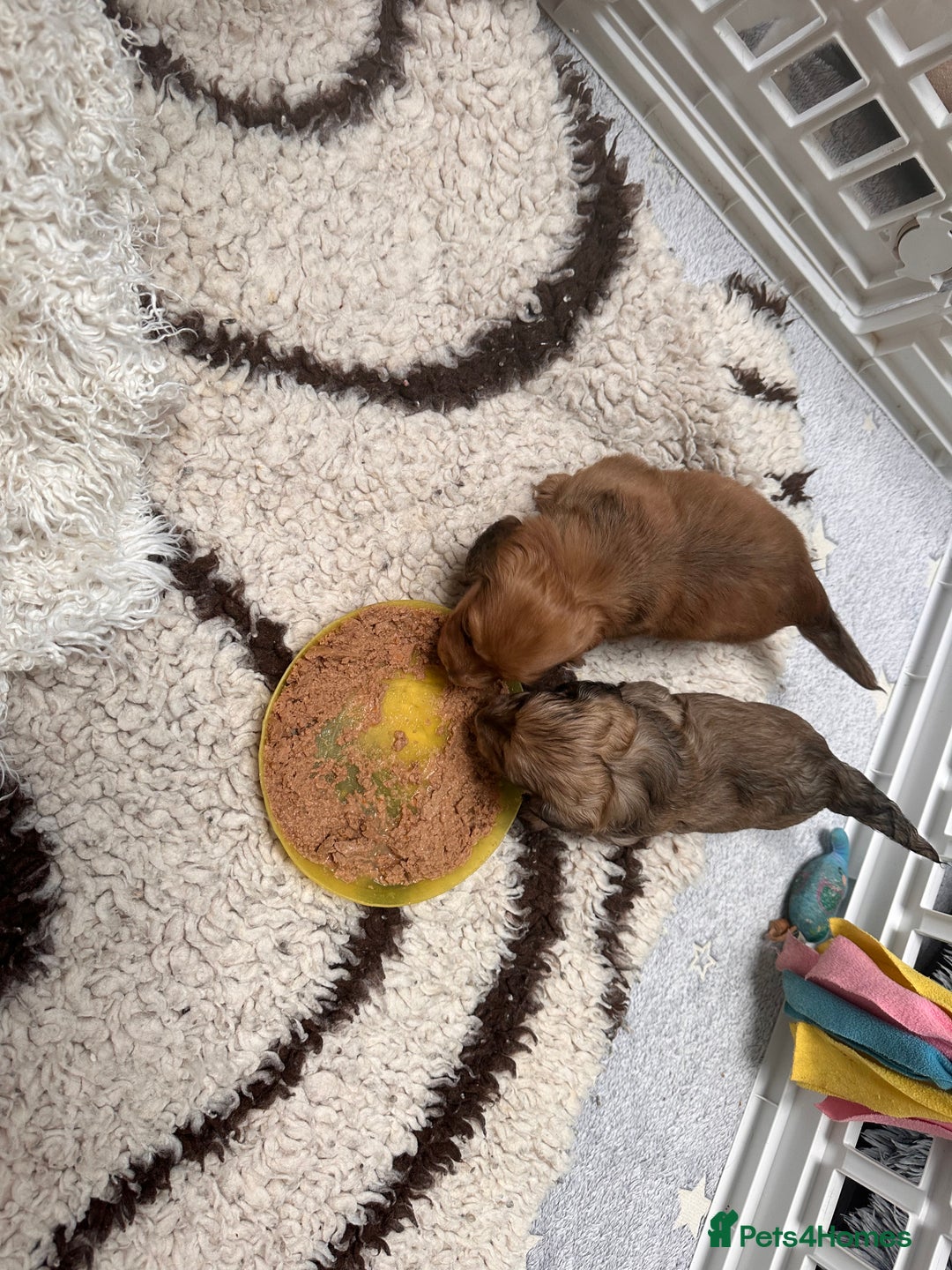 Miniature Dachshund dogs for sale: Beautiful KC reg Miniature Dachshund Bubbies - Image 6