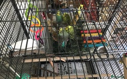 Budgerigars birds for sale: 2 Budgies, Large Cage and Accessories  - Image 1