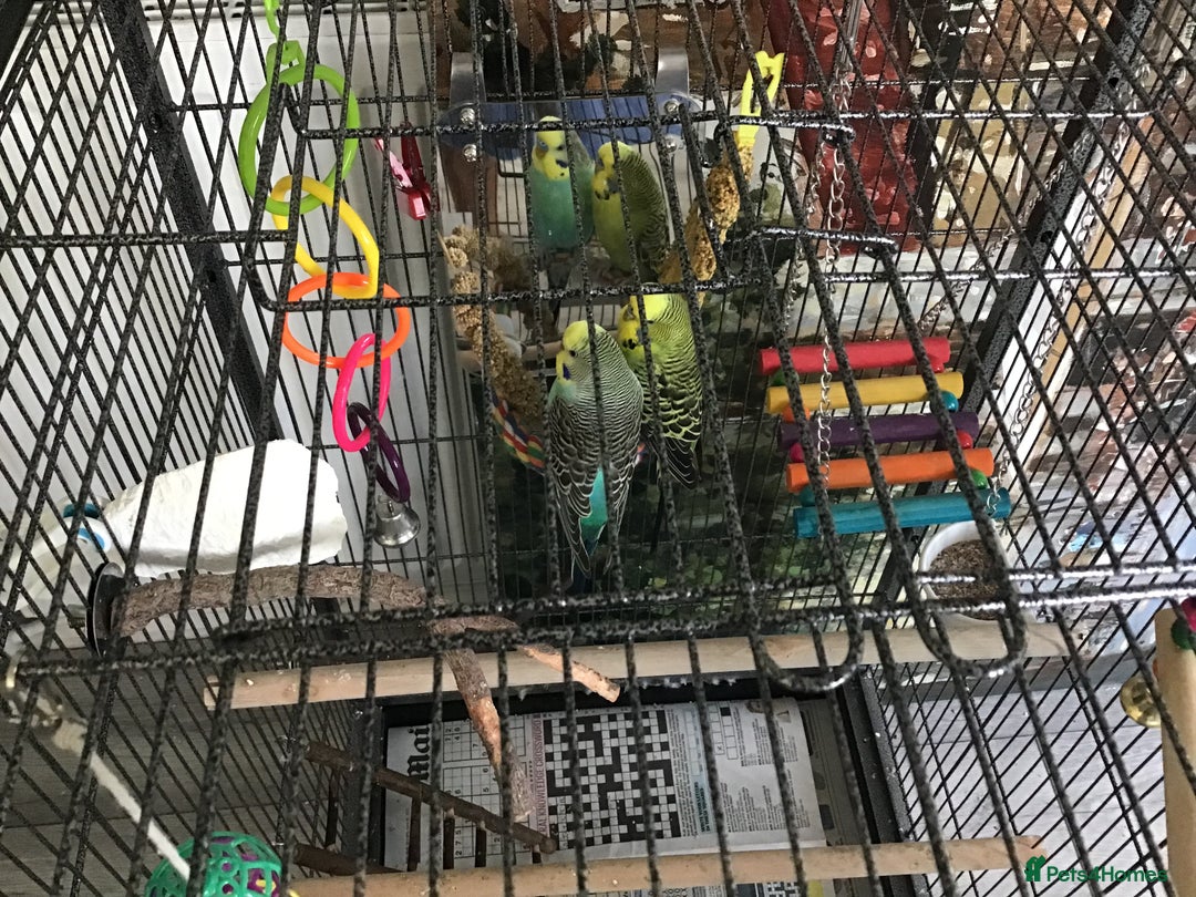Budgerigars birds for sale: 2 Budgies, Large Cage and Accessories  - Image 1