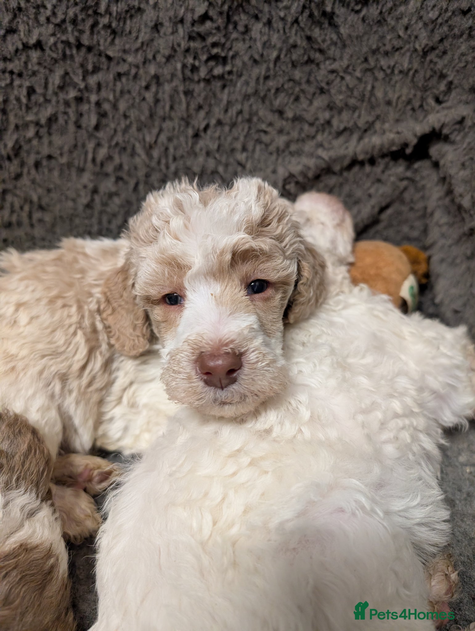 Poodle dogs Lovely Lads - Advert 1