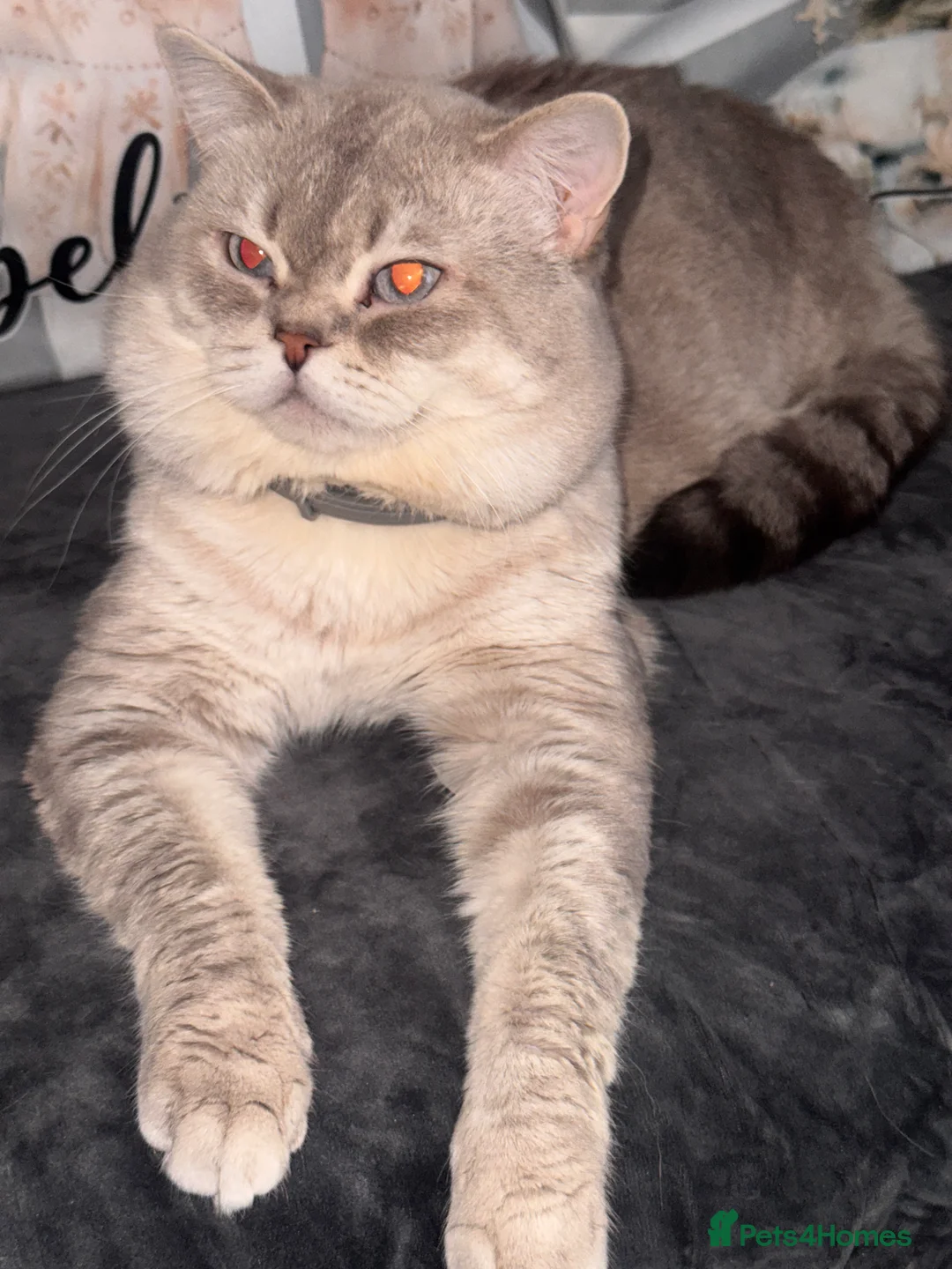 Scottish Fold cats for stud: Lovely Scottish Straight boy for stud in Milton Keynes - Advert 25