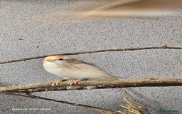 Finches birds for sale: Redpoll finches - Image 6