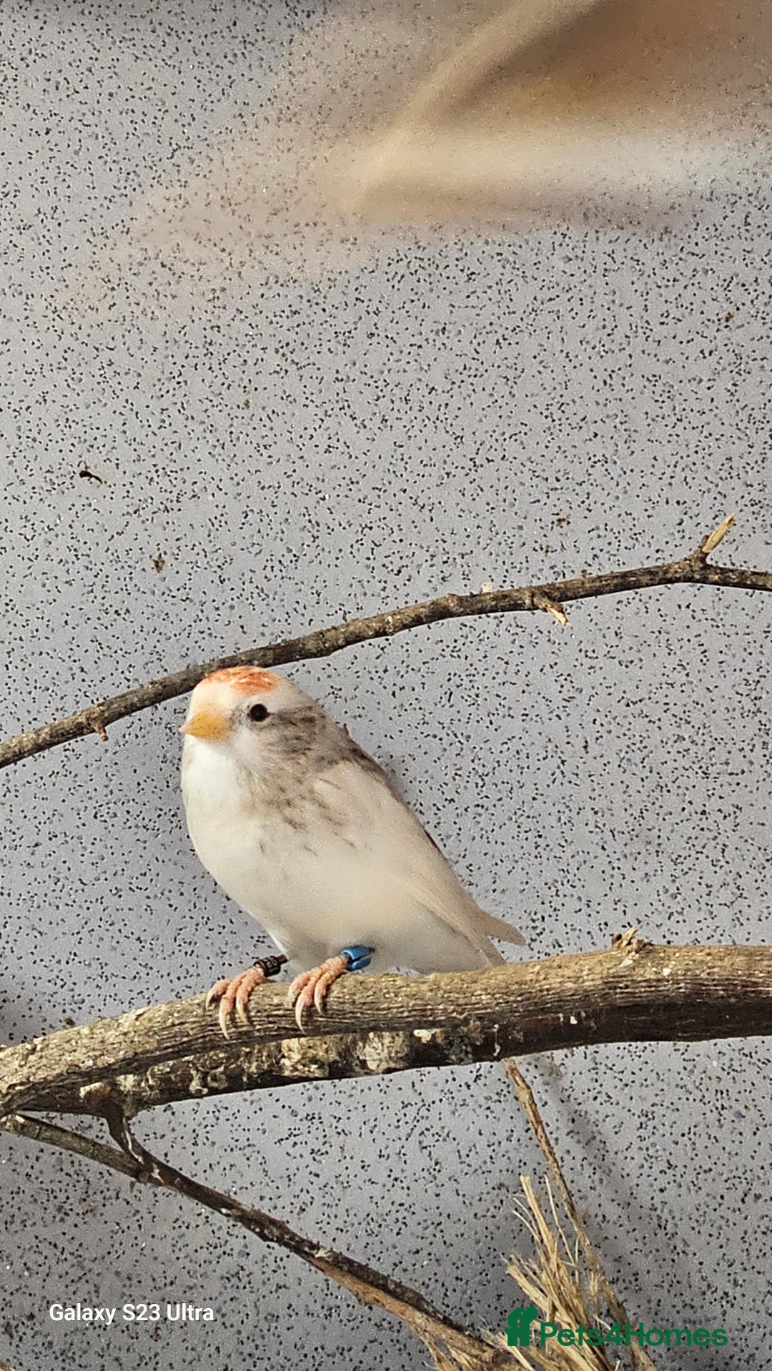 Finches birds for sale: Redpoll finches - Image 6
