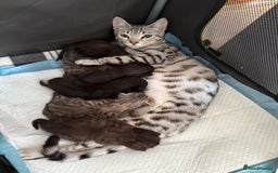 Bengal cats for sale: Bengal Cross Kittens - Image 1