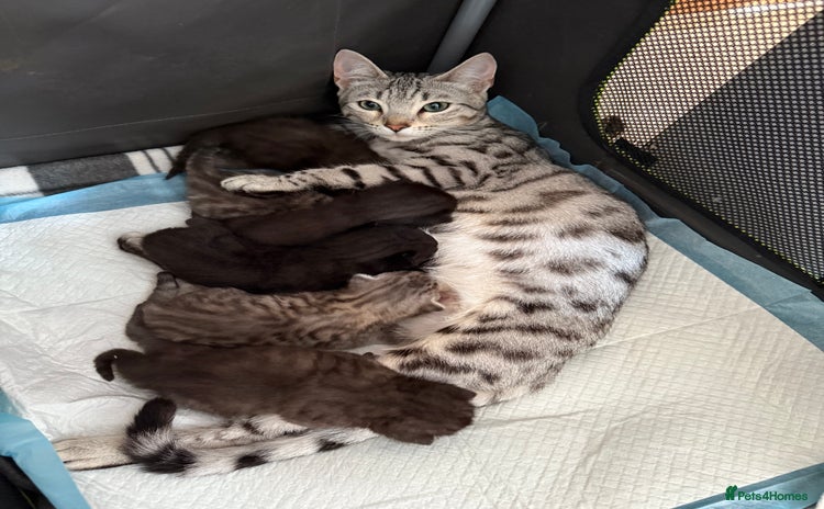 Bengal cats - Advert 13