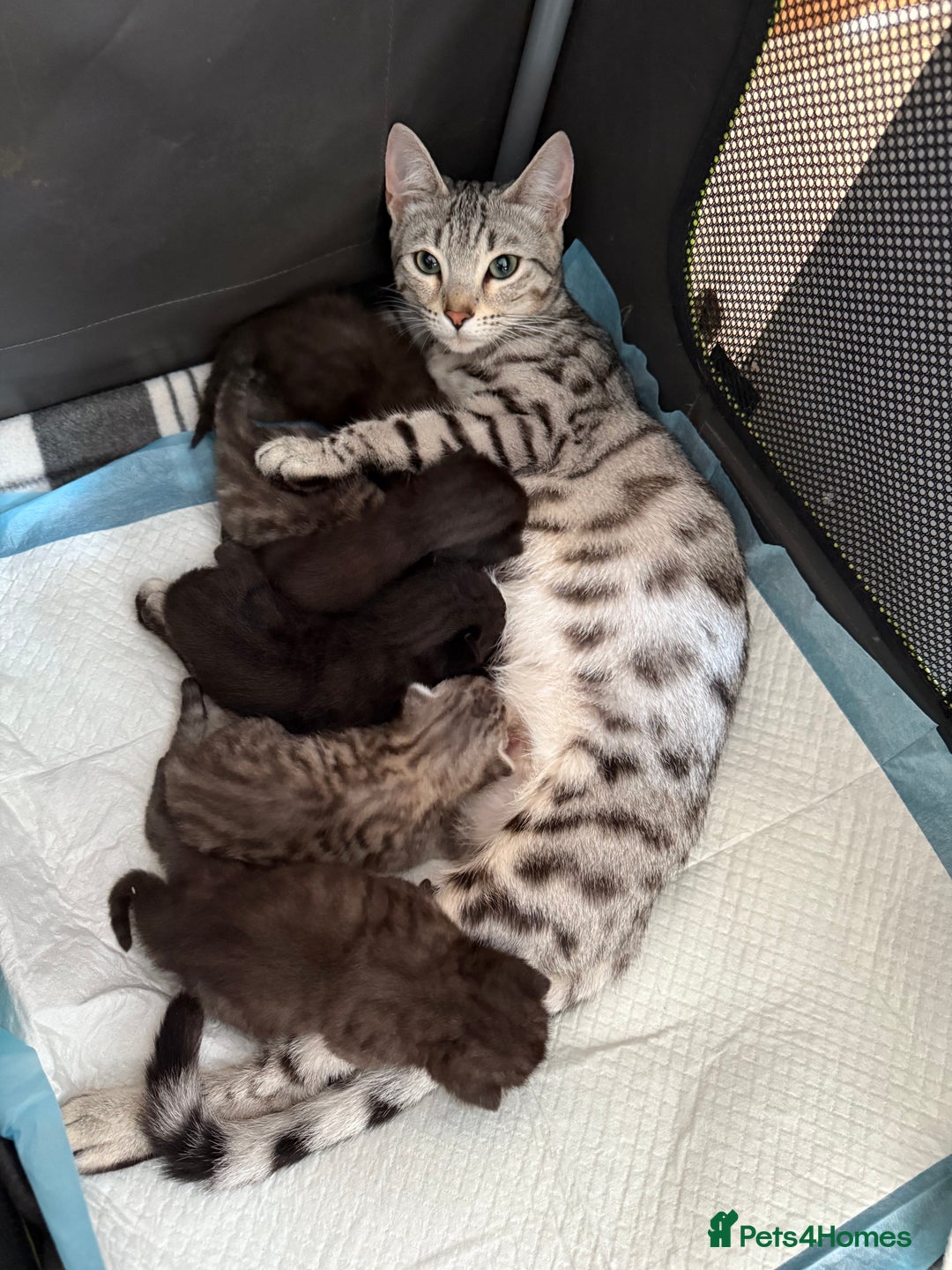 Bengal cats for sale: Bengal Cross Kittens - Image 1