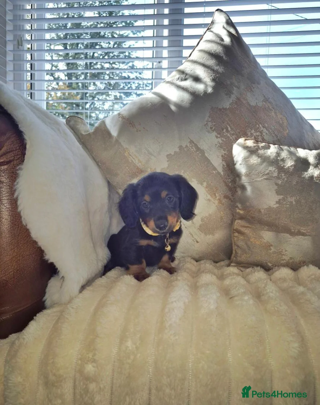 Miniature Dachshund dogs for sale: miniature Dachshund in Leigh - Advert 2
