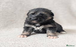 German Shepherd dogs for sale: 💛 German Shepherd Puppies – Full Pedigree Parents - Image 17