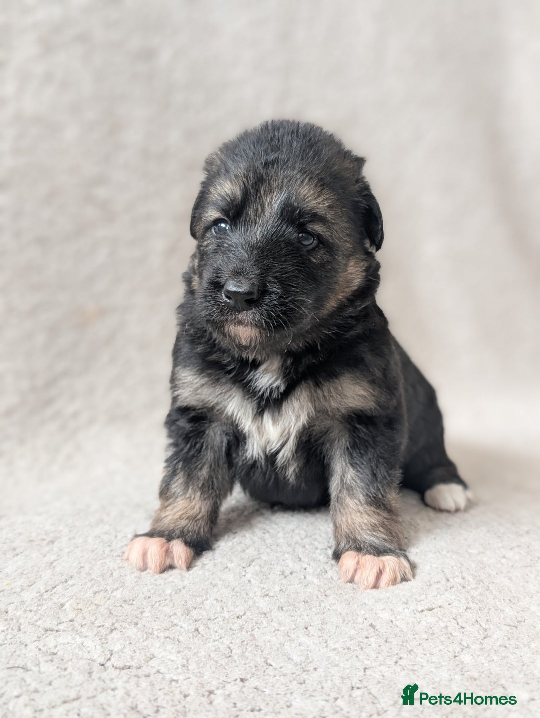 German Shepherd dogs for sale: 💛 German Shepherd Puppies – Full Pedigree Parents - Image 17