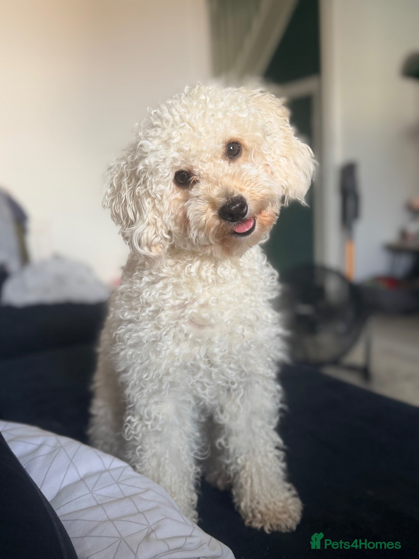 Mixed Breed dogs Beautiful Poochon puppies - Advert 2