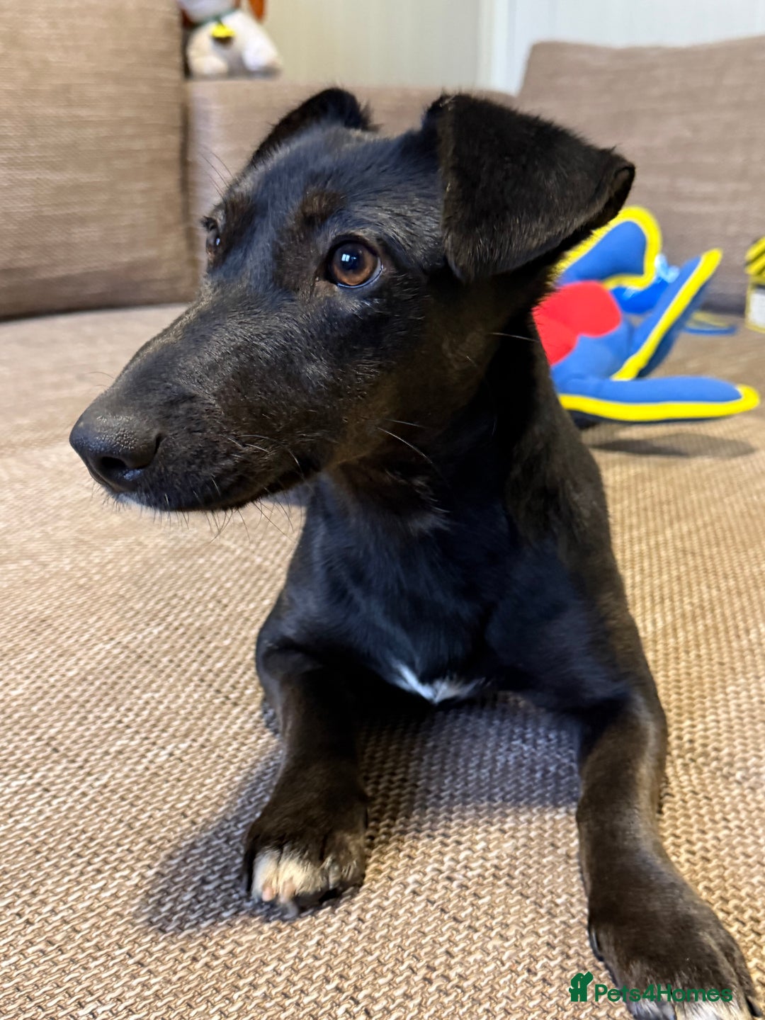 Dachshund dogs for adoption: Cute Lolita looking for LOVE  - Advert 7