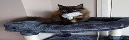 Maine Coon cats for sale: CUTE  MAINE COON GIRL /DNA/GCCF  - Advert 4