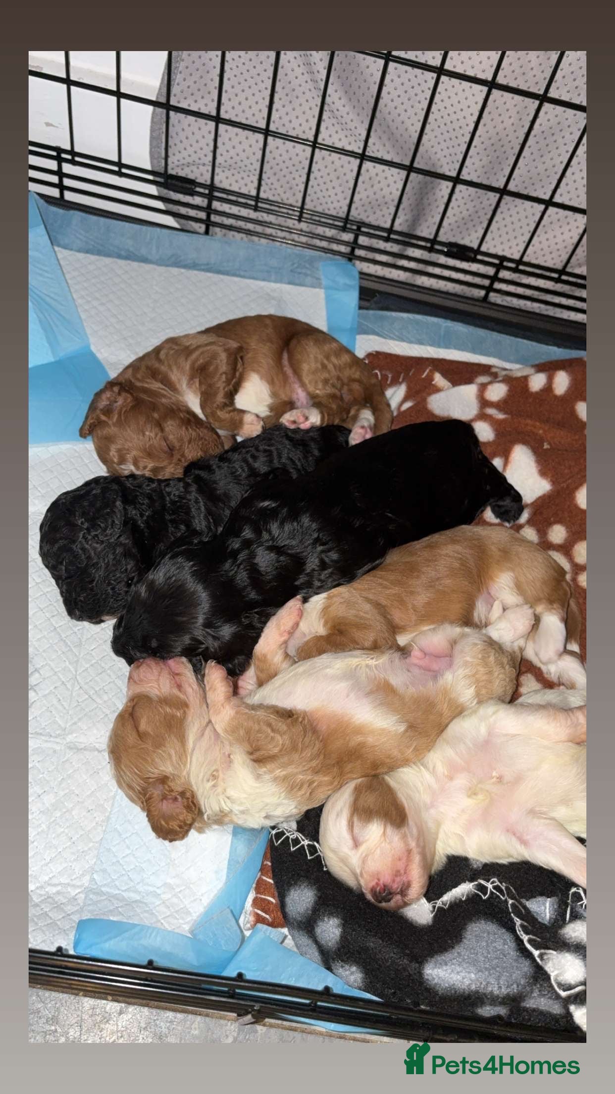 Cockapoo dogs Gorgeous F2 cockapoo puppies  - Advert 8