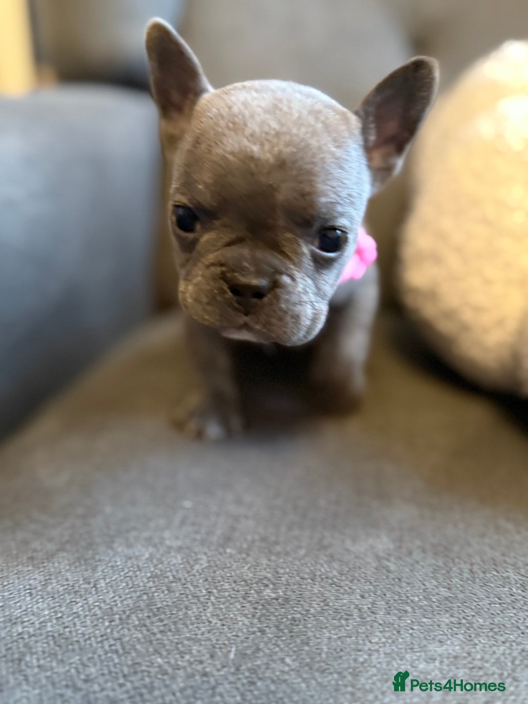 French Bulldog dogs for sale: ✨Stunning Pedigree French Bulldog Puppies✨ - Advert 3