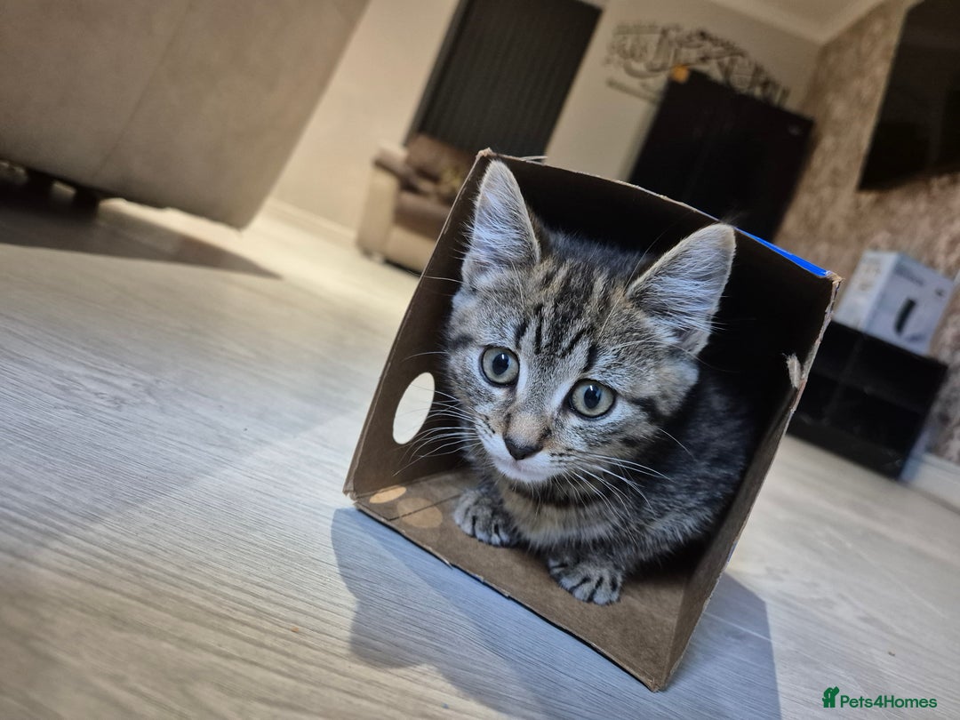 Mixed Breed cats for sale: Mix breed - Advert 5