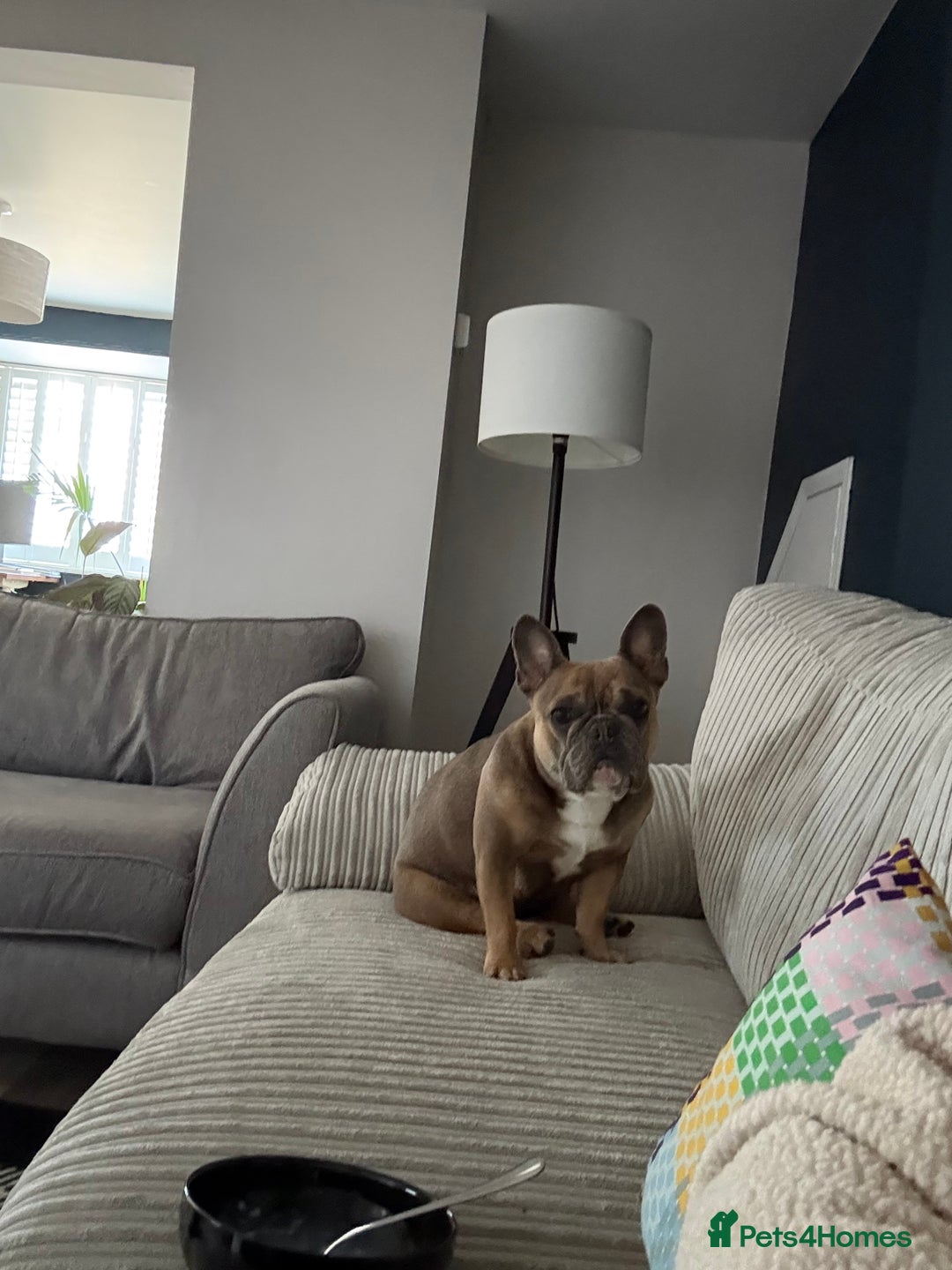 French Bulldog dogs for sale: Female French bulldog - Advert 10