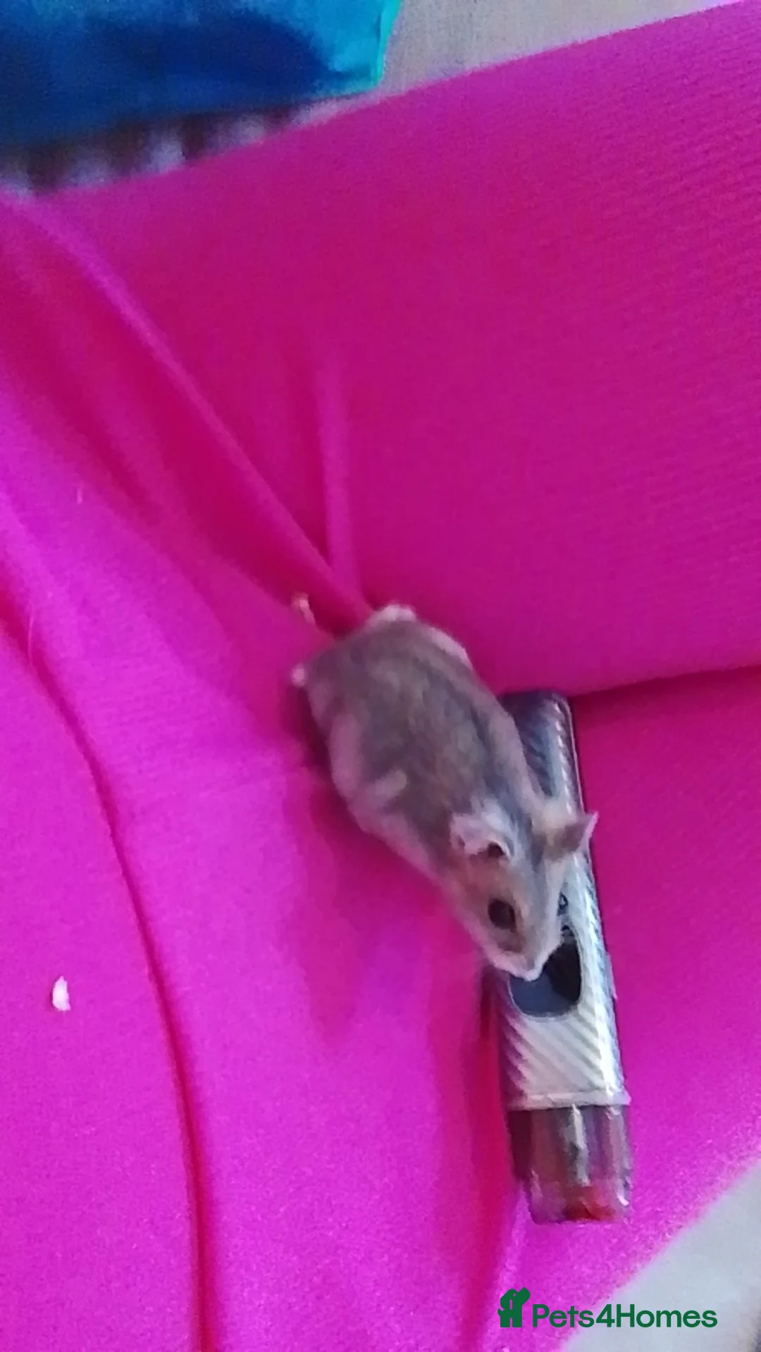 Dwarf Lop rabbits for sale: Dwarf hamster - Advert 1