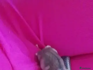 Dwarf Lop rabbits Dwarf hamster - Advert 1