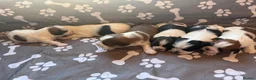 Mixed Breed dogs for sale: Lovely puppies  in Motherwell - Advert 9