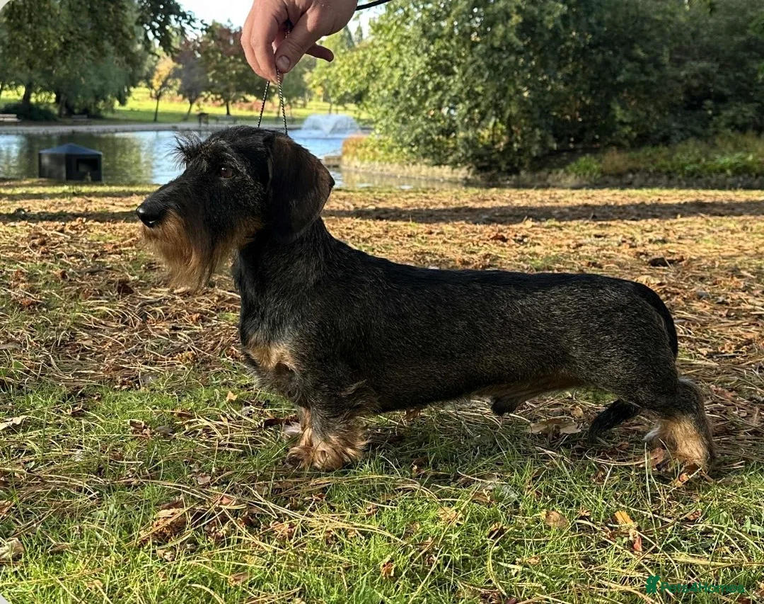 Miniature Dachshund dogs for stud: PRA Clear Mini Wire For Stud!!!! - Advert 2