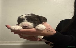 Labradoodle dogs for sale: Beautiful unique mini labradoodles with rare coats - Image 13