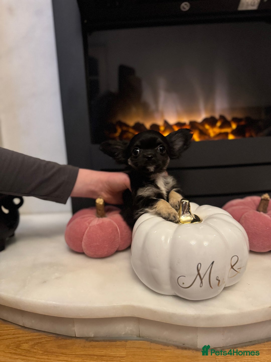 Chihuahua dogs for sale: One left! KC Reg Chihuahua Puppies-  Ready Now - Image 23