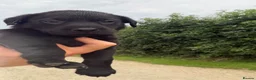 Labrador Retriever dogs for sale: Kc reg Labrador puppies  - Advert 2