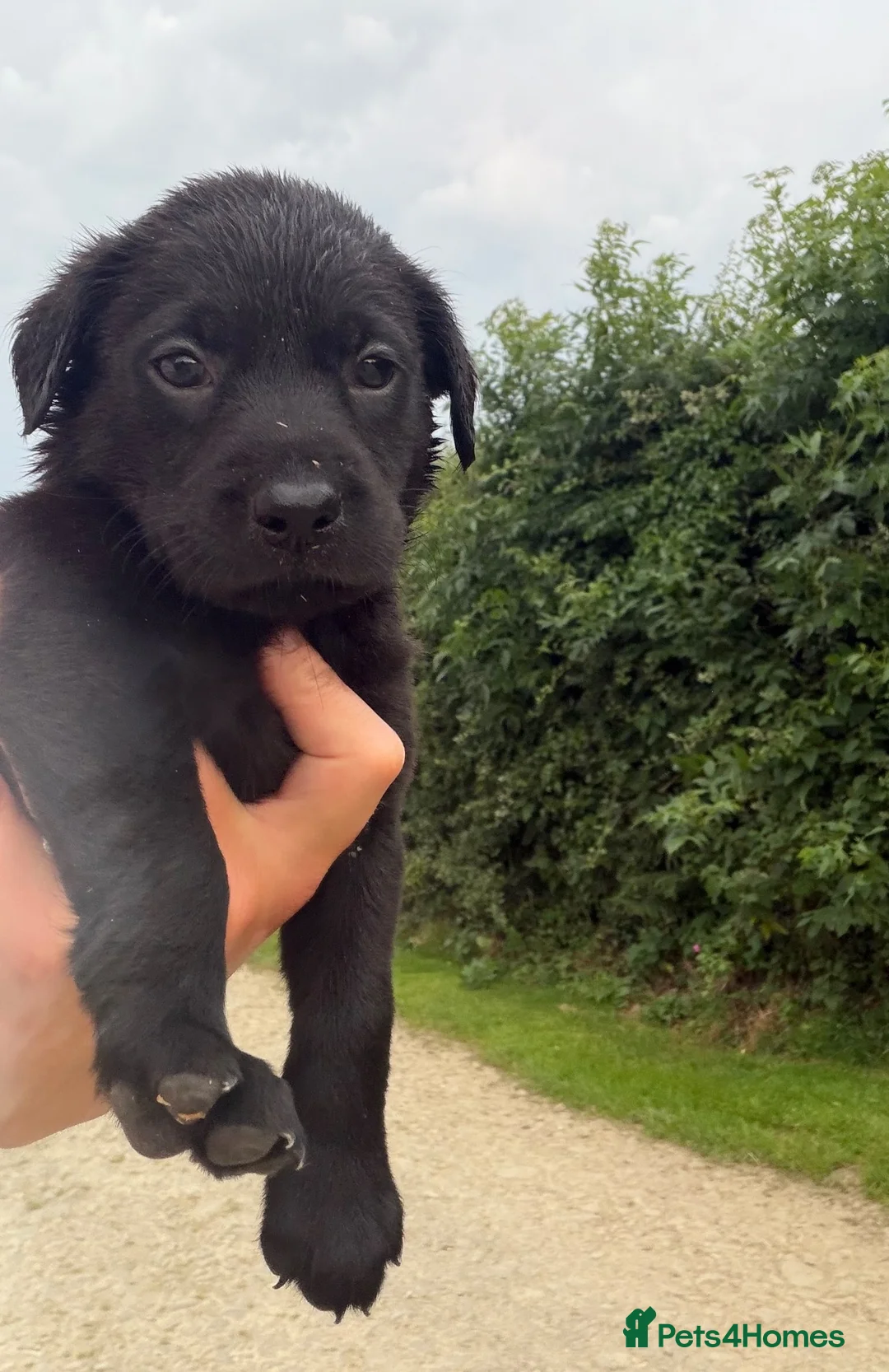 Labrador Retriever dogs for sale: Kc reg Labrador puppies  - Advert 2