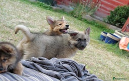 Mixed Breed dogs for sale: Shollies  in Rochdale - Image 36