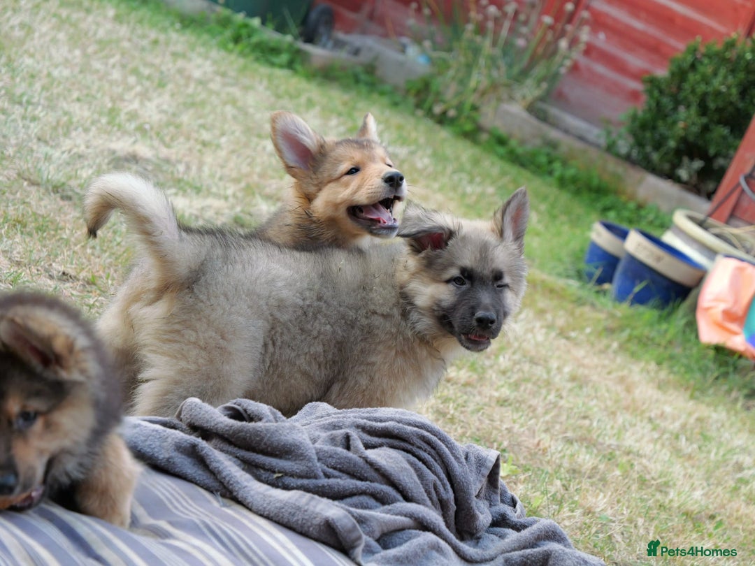 Mixed Breed dogs for sale: Shollies  in Rochdale - Image 36
