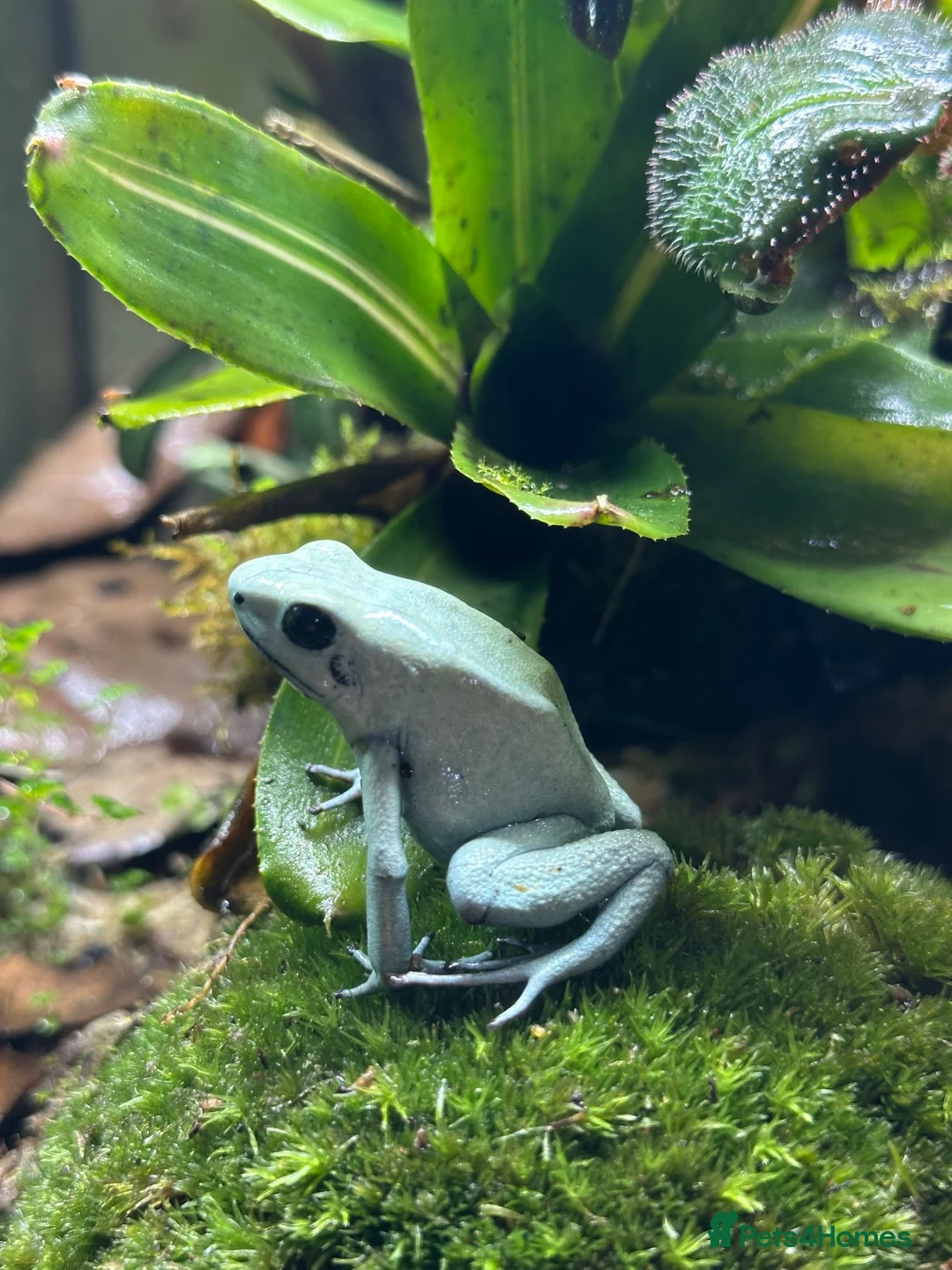 Frog reptiles for sale: Trio of Phyllobates Terribilis in Leek - Advert 1