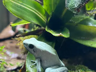 Frog reptiles Trio of Phyllobates Terribilis - Advert 1