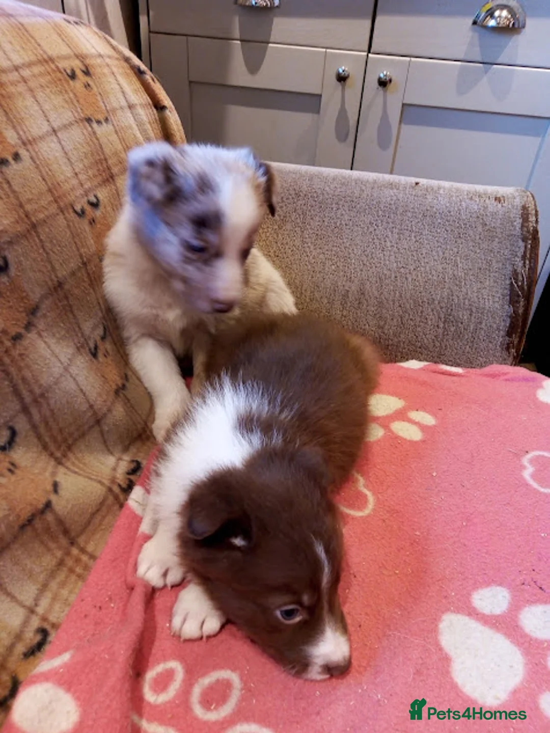 Border Collie dogs for sale: Stunning Red Merle and Red and White Puppies - Advert 4