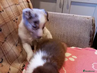Border Collie dogs Stunning Red Merle and Red and White Puppies - Advert 18
