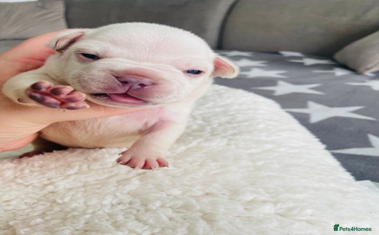 French Bulldog dogs - Advert 4